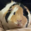 dittodork