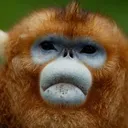 hi_im_monkey
