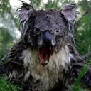 koala5599