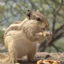 .squirrelex