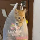 lilperii