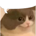 el.gato.