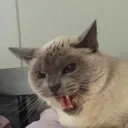 meezermama