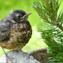 morningbird
