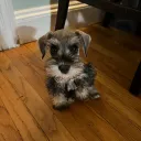 notblinky
