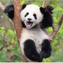 panda_puppy