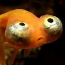 fishthefarmer