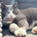 avatar ᵃᵍⁿᵉˢ