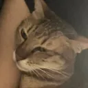 lil_gurtle