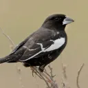 copperlark avatar