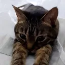 sisyamo9