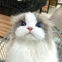 _qkittyp_