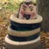 vulkoondrugs avatar