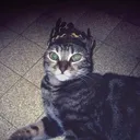 mrkiwii.