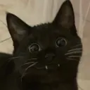 chibigato