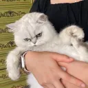 soappeea