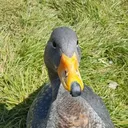 x_goose