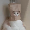 betacat606