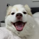 hongryalice