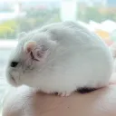 chaoruanshou