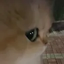 misuforprez