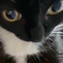avatar melsia