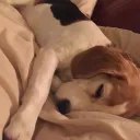 zuzupup