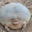 froggy7735