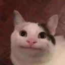 Catfish avatar