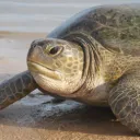 turtle2770