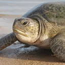 turtle2770