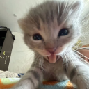 avatar Kartoffelmann