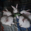 avatar drea ˖ . ݁𝜗𝜚. ݁₊