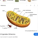 roughendoplasmicreticulum