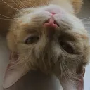 l3n1ckv