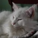 hollycat20