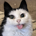 avatar ! Raynaᰔᩚ