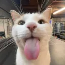 lubjub