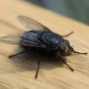 wallfly.