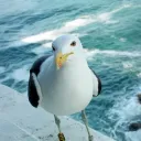 the.seagulls.cave