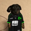 zndog