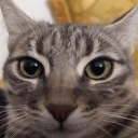 avatar Tobilos Gaming