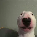 crosskdog