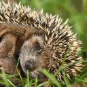 avatar nasir ausm iran