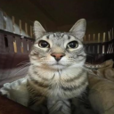 novaic#7430's avatar