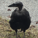 [59thNY(B)] Rct. Cameron