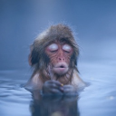 avatar little monkey