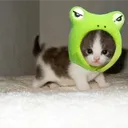 justanotherfroggo