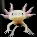 madox.axolotl