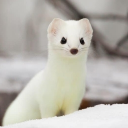WoollyErmine1